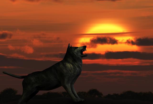 故事令人动容的狼孩营救