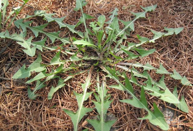 凉拌均可,炒肉,做馅,熬粥,汤都可以,泡水喝能清热解毒(一种常见中草药