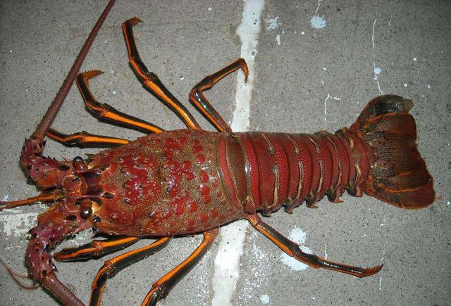 海捕大龙虾|世界名虾,你见都没见过的"虾"!