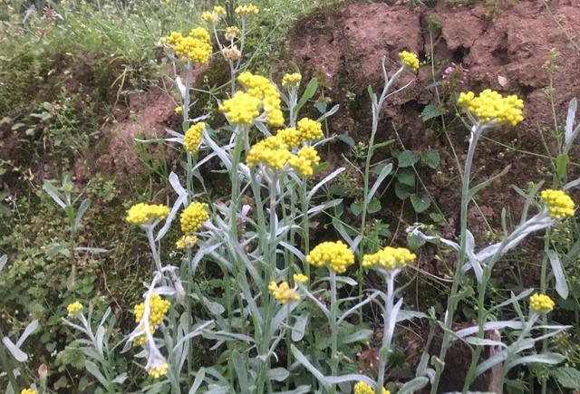 清明进山扫墓居然发现好多野味