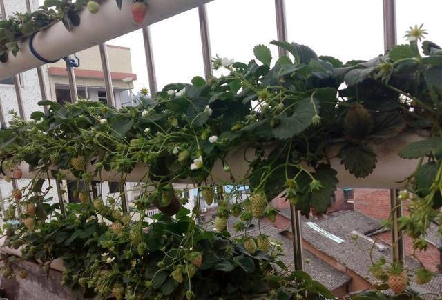 邻居在自家阳台上种草莓, 果子蹭蹭长到爆盘, 种一次能吃很久