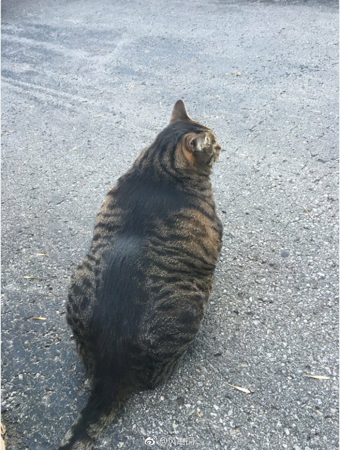 疯狂肌肉猫征服网络