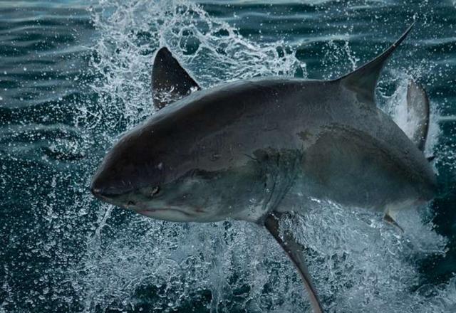 ▼他并非不害怕鲨鱼,事实上他认为世界上没有什么比与鲨鱼面面相觑更