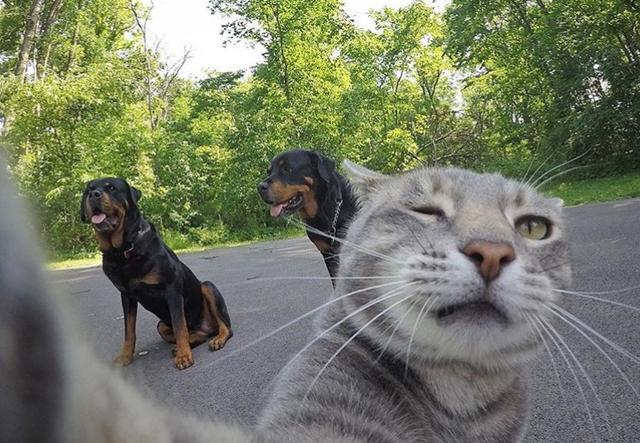 自拍猫manny新作品来啦!带着自己的狗弟兄出镜萌翻天!