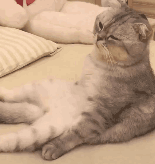 猫咪瘫坐着,这种姿势主人还是第一次见过.