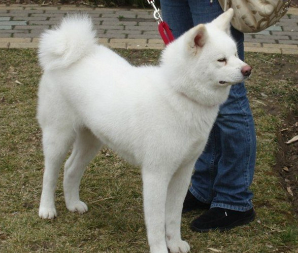 两种颜色的秋田犬你喜欢哪个我喜欢图三白色的