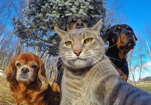 自拍猫manny新作品来啦!带着自己的狗弟兄出镜萌翻天!