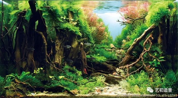 第一届伊士达水草造景大赛前150名作品欣赏