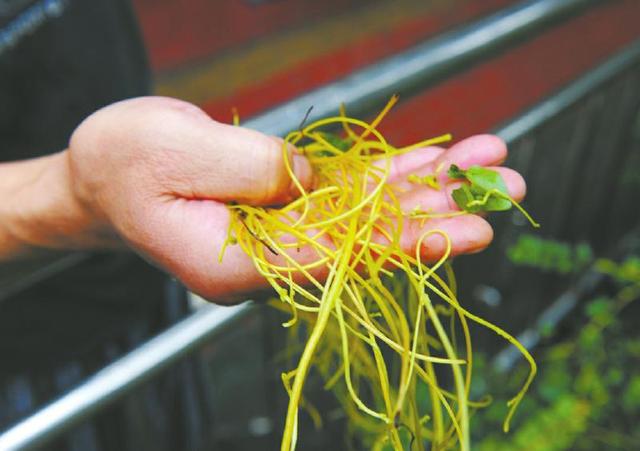 这种金黄的野草就是菟丝子,又名女萝.