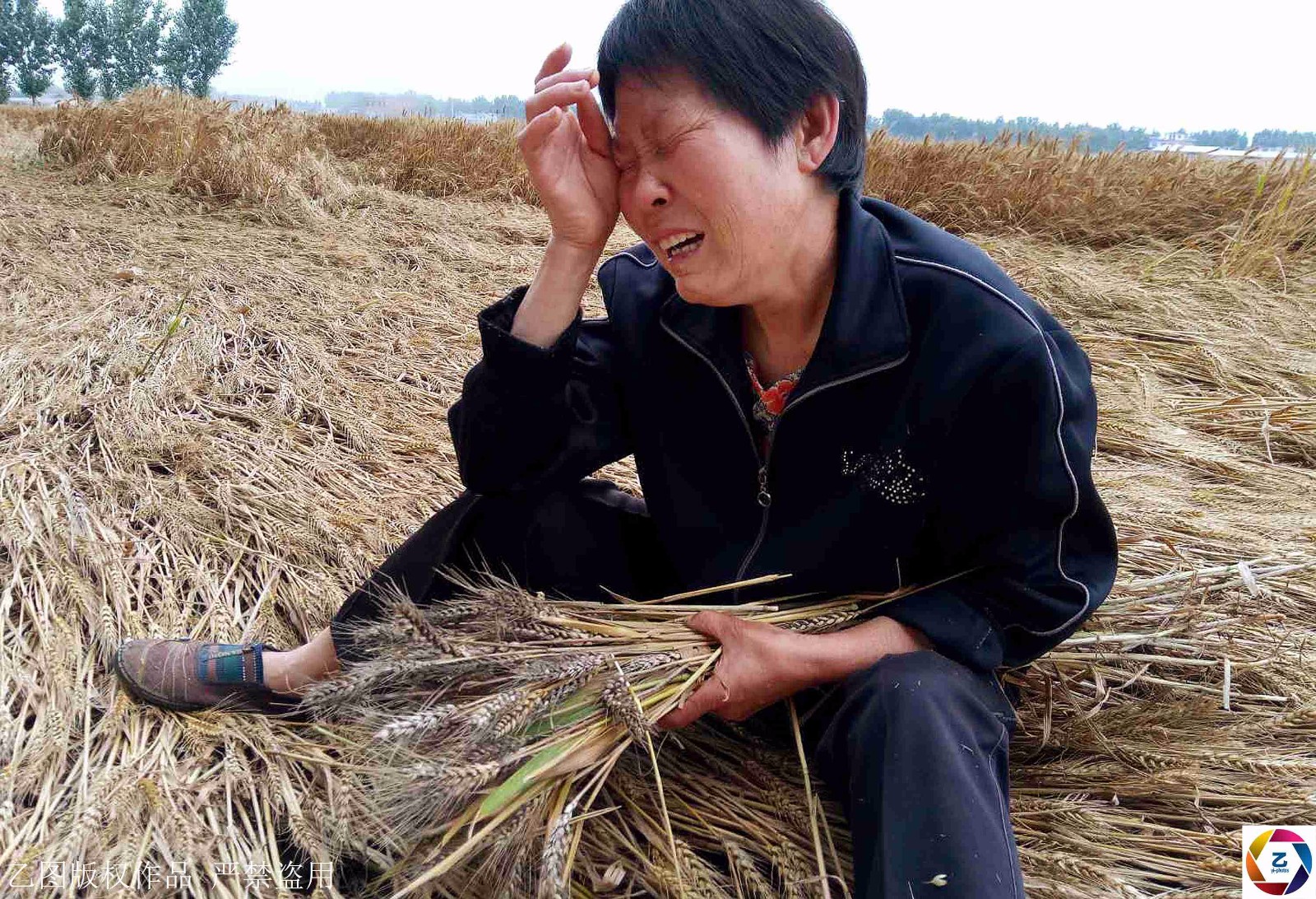 七旬老人坐麦地痛哭:宝贝,老天爷不睁眼,断了你的救命钱