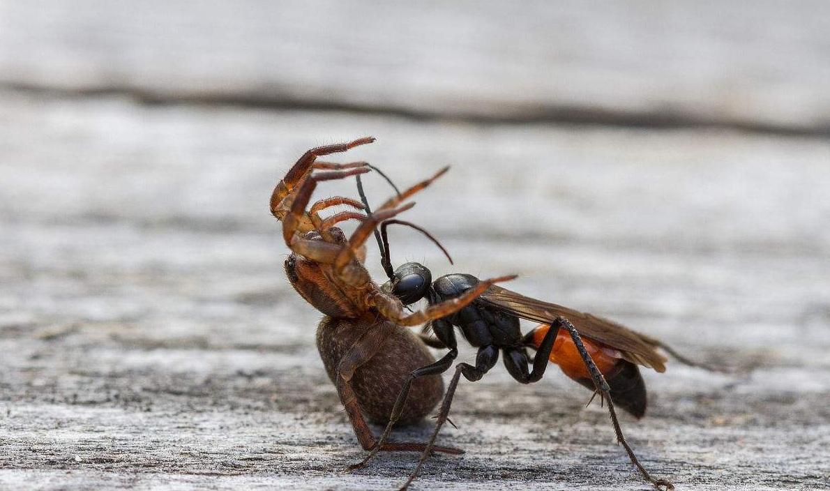 直接地球上咬人最痛的十大动物, 第一名毫不起眼