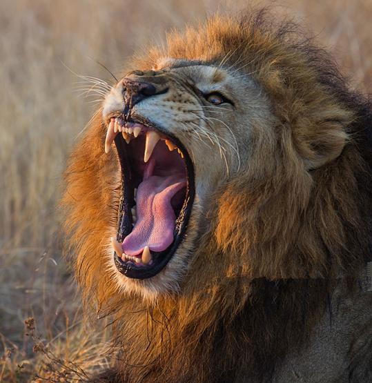 的狮子, 全球仅剩数十只引科学家担忧|阿特拉斯|巴巴里|狮子_新浪新闻