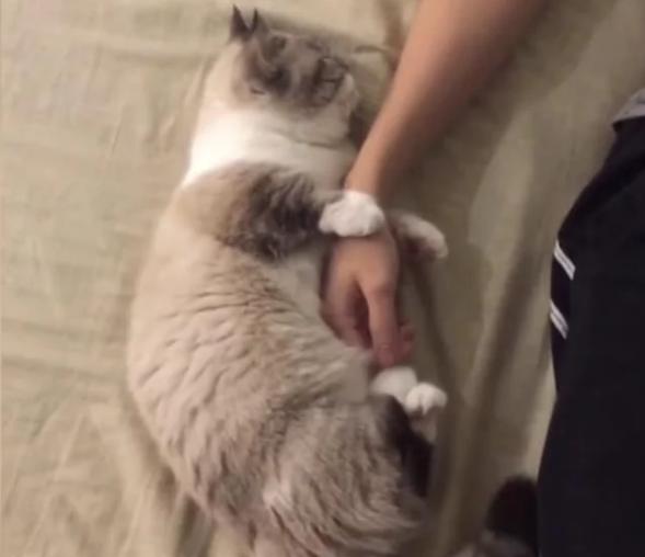 史上最粘人猫咪,一举一动都像是在撒娇卖萌,网友:别人家的猫!
