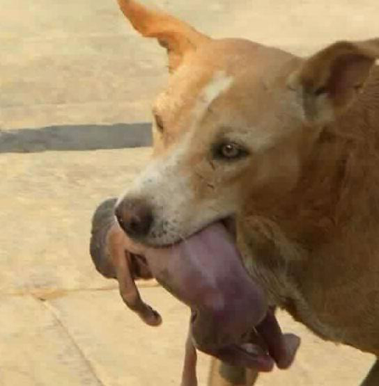 流浪狗叼着刚出生的婴儿,所有人想上去打死它,却被眼前一幕感动