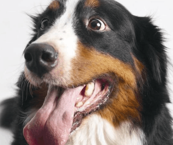 如果不是天生"黑舌头", 狗狗这样你就要上心了!