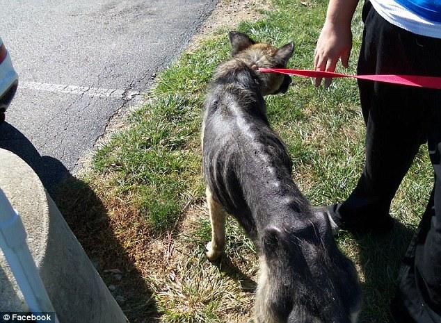 德牧被锁在树上4年每天吃不饱饭,主人认为狗生活条件不必太好