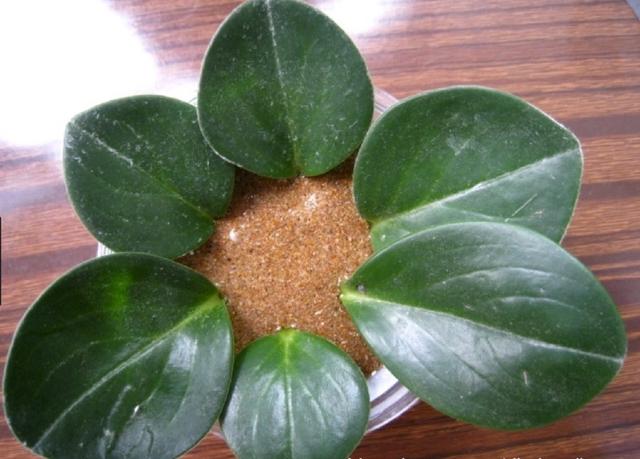 4种"厚脸皮植物,勤快的人养不好,不管它反而爆盆,一插就活