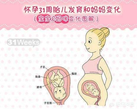 怀孕三十一周,胎儿现在有多重算正常呢?