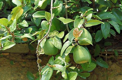 薜荔的功效与作用