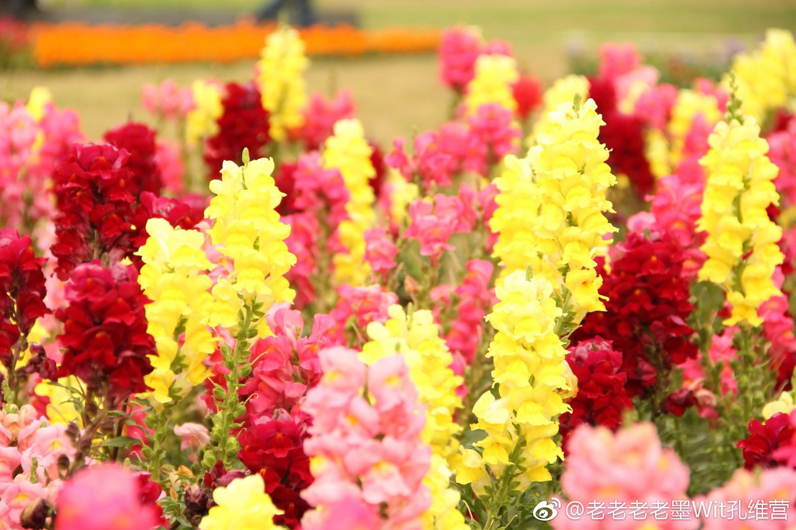 天上的花园