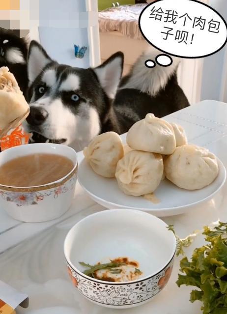 哈士奇看主人吃肉包子馋的流口水,二哈:太气人了,没一个懂我的