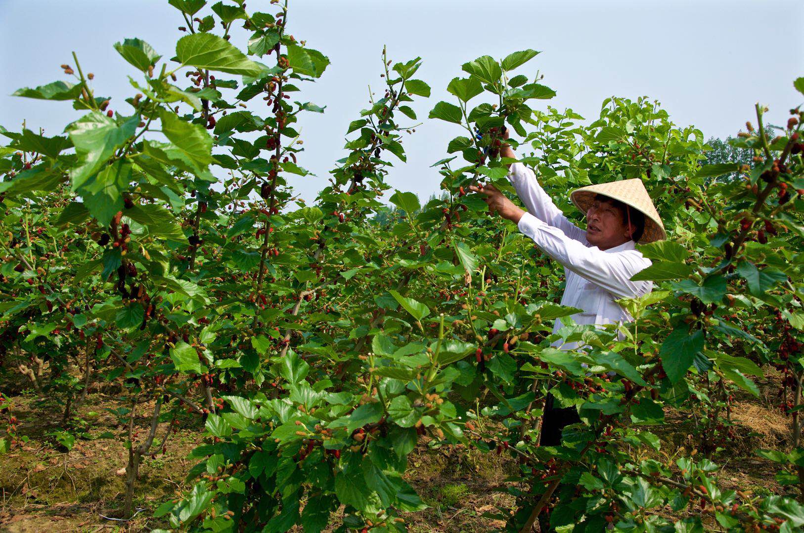 五丰岛果园采摘正当时 农旅融合绘出乡村振兴新画卷!
