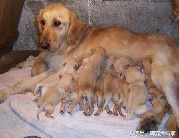 狗场里的狗妈妈生不了孩子就得死!