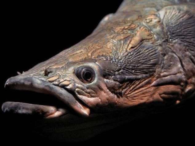 跟恐龙同一时期存在的古老巨型鱼,躲过行星撞击至今依然存活