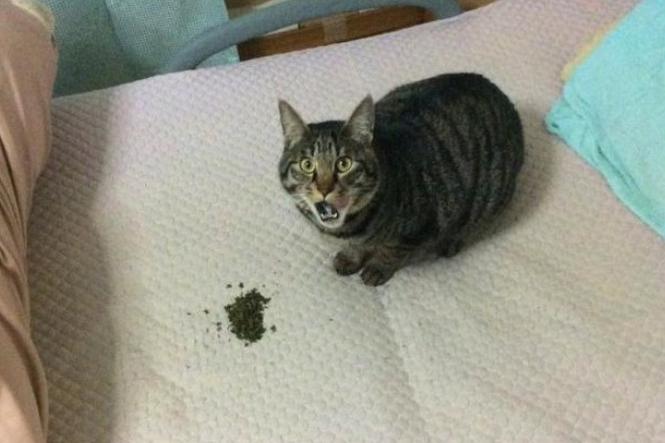 猫咪在床上发现了一坨脏东西吓得惊慌失措表情立马变了样