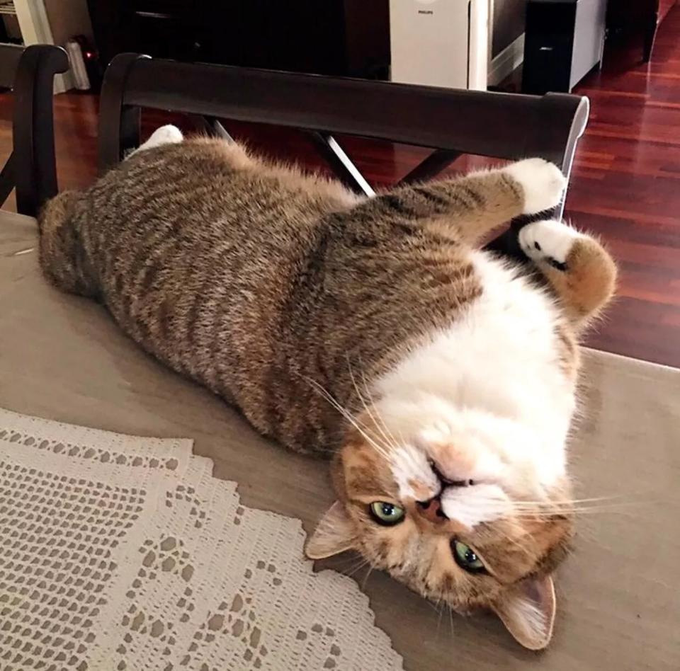 猫咪懒得不成样子,整天躺在地上不动,被主人嫌弃