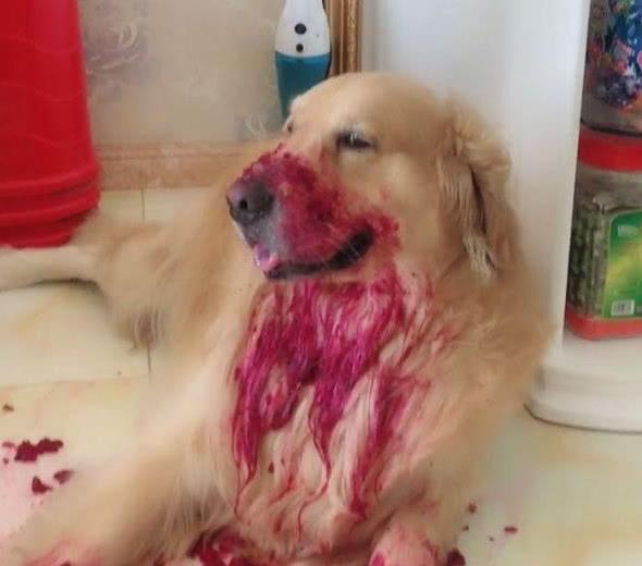 回家看到金毛满嘴血,吓的要打急救,仔细一看气的一拖鞋抽了上去