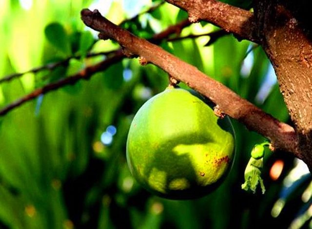 这种植物叫做铁西瓜,一般生长在热带地区,不能随意触碰,它们威力极大.