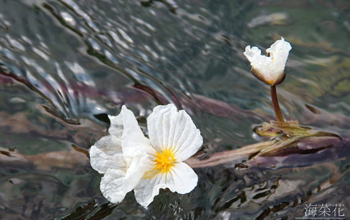 实拍:南方一种长在水里的野菜,要吃还得开船出去采!看你认识吗
