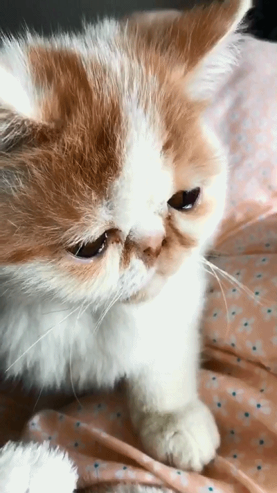 就在昨天,这位网友回到家,看到猫咪闹腾的家里乱糟糟,心里有些郁闷,把