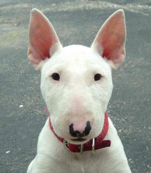 主人谈项目让女友照顾狗没成想2小时后推门一看直接笑趴了