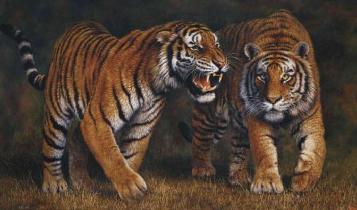 西伯利亚虎,又被我们成为东北虎,是所有猫科动物中体型最大的,比起