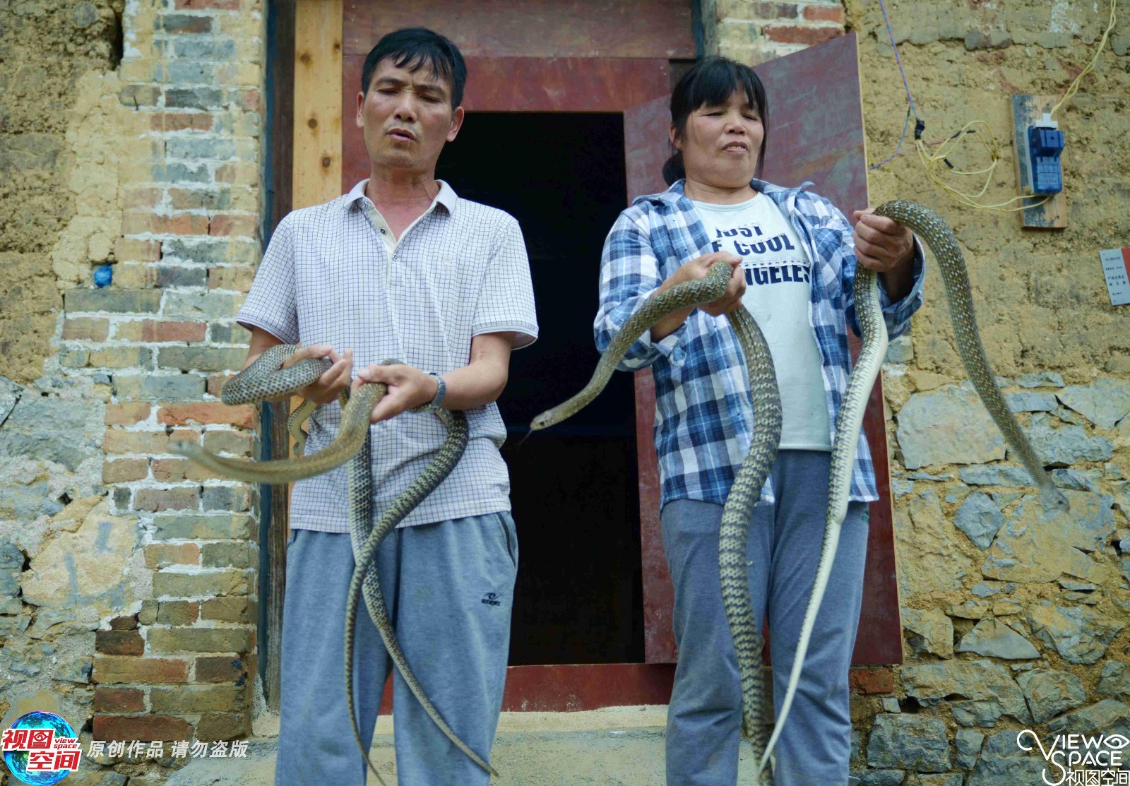 实拍养蛇人的生活千条蛇可赚50万