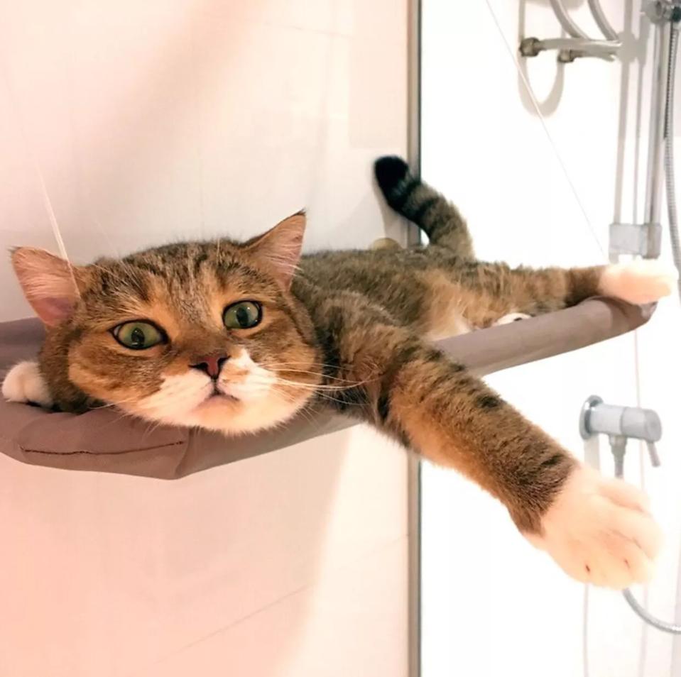 猫咪懒得不成样子,整天躺在地上不动,被主人嫌弃