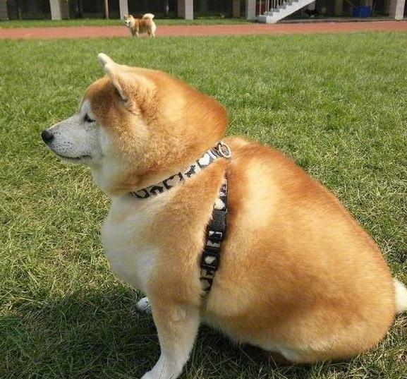 上学把柴犬放奶奶家,半年后回去一看,主人直接笑趴在地上!