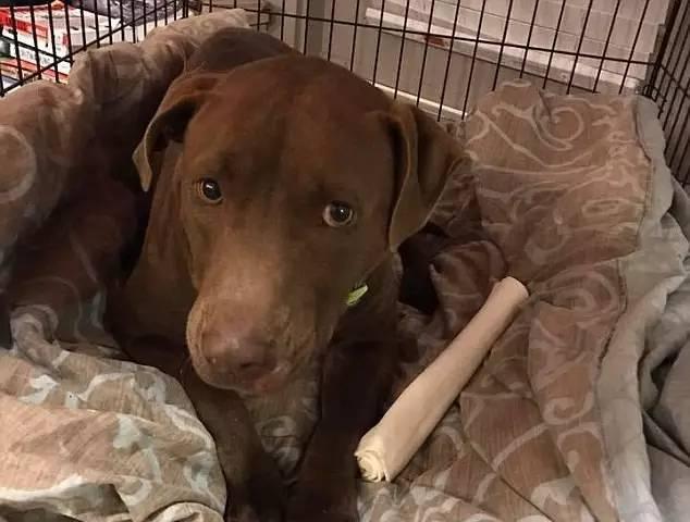 目前,本尼正在接受治疗,医生表示通过治疗,本尼很快会恢复健康,而贝蒂