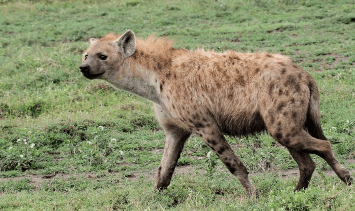 雌性鬣狗拥有独特的生理构造简直让人想象不到
