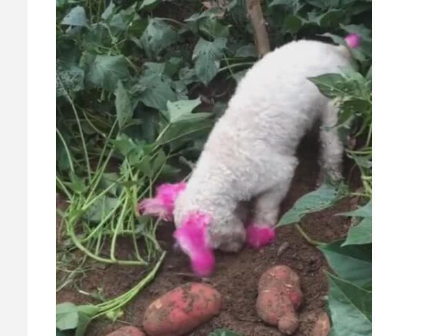 狗狗回农村挖红薯,刨出四根红薯,真是挖红薯天才!