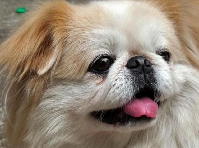 京巴狗想孩子接儿回家走亲戚