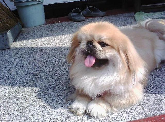 京巴狗想孩子接儿回家走亲戚