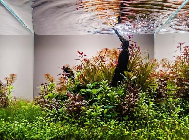 匈牙利2016水草造景大赛微型缸获奖作品(17p)