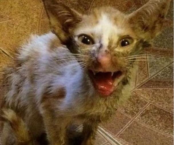 遇车祸的流浪小猫下巴脱臼变怪物 女子将猫带回家养成仙女!