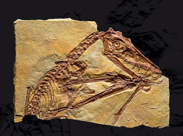 掘颌龙嘴阔尾短,属于喙嘴翼龙,生存于今德国地区,距今约1.