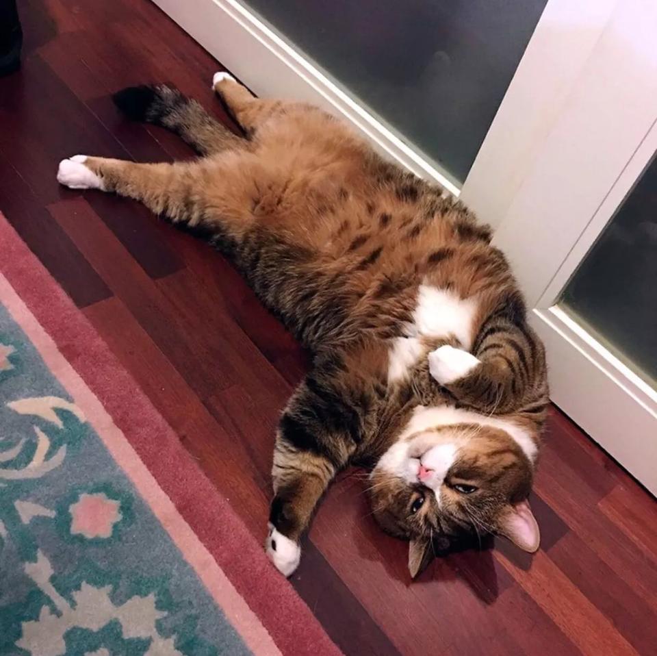 猫咪懒得不成样子,整天躺在地上不动,被主人嫌弃