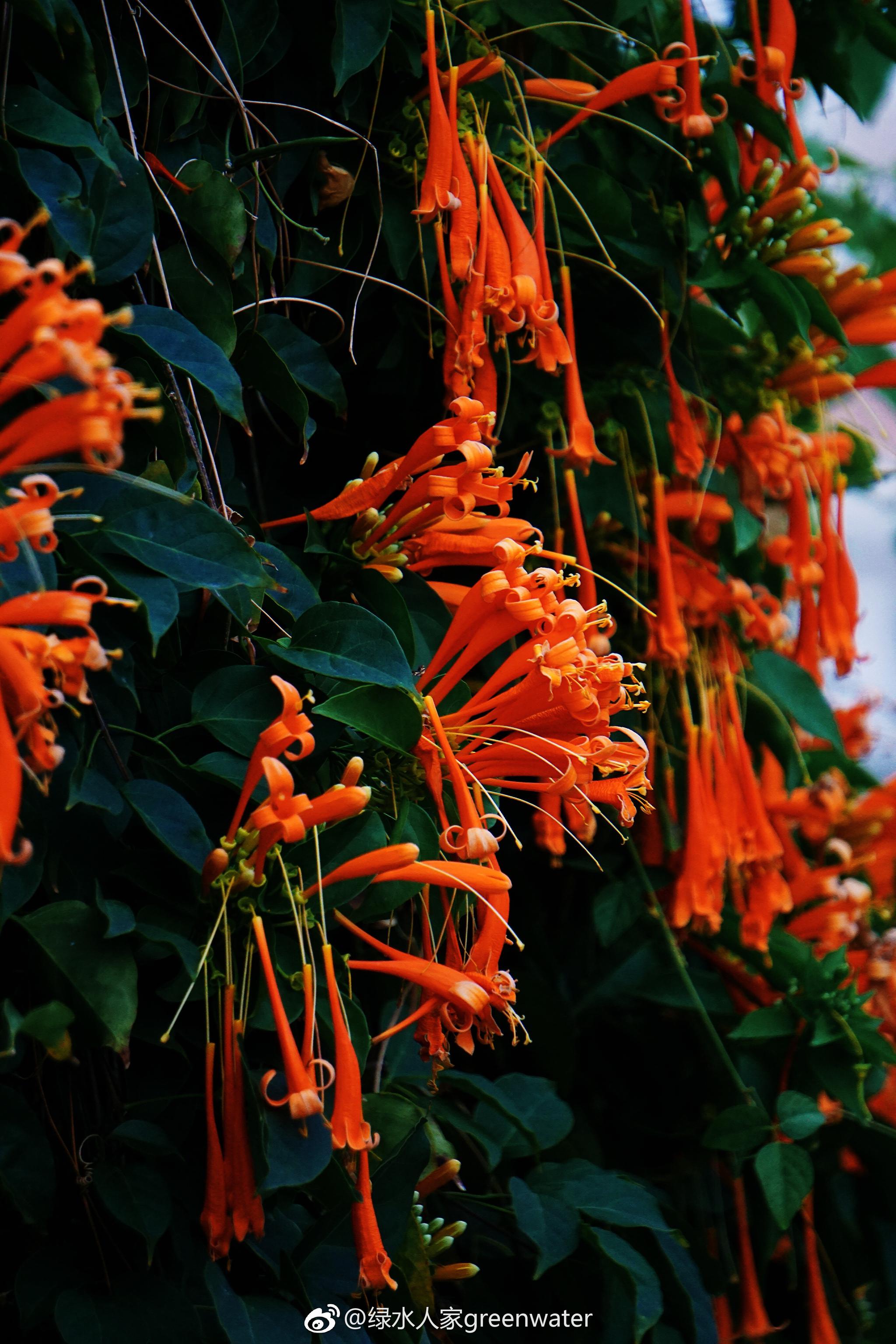 炮仗花别名鞭炮花花形如炮仗花朵鲜艳下垂成串非常漂亮