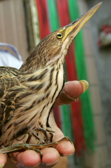 村里飞来怪鸟尖嘴小眼冷不丁还会啄人